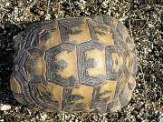 Testudo graeca