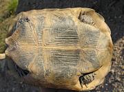 Testudo graeca