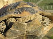 Testudo graeca