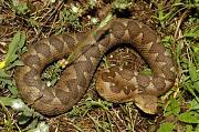 Vipera ammodytes