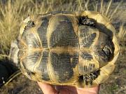 Testudo graeca