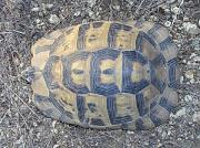 Testudo graeca