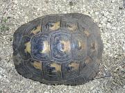 Testudo graeca