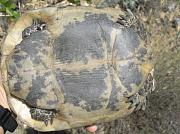 Testudo graeca