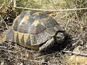 Testudo graeca
