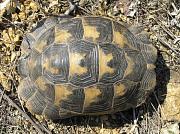 Testudo graeca