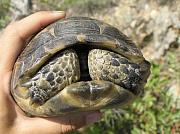 Testudo graeca