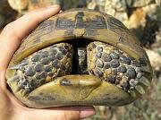 Testudo graeca