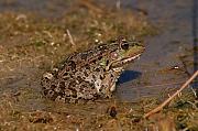 Pelophylax ridibundus