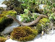 Vipera ursinii