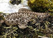 Vipera ursinii