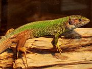 Lacerta viridis