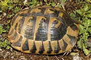 Testudo hermanni