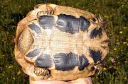 Testudo hermanni