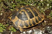 Testudo hermanni