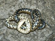 Natrix tessellata