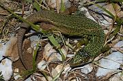 Lacerta viridis