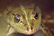 Pelophylax kl. esculentus