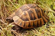 Testudo graeca