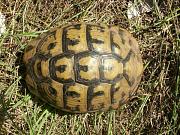 Testudo hermanni