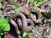 Natrix tessellata