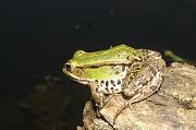 Pelophylax kl. esculentus