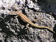 Podarcis muralis