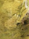 Pelophylax ridibundus