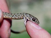 Dolichophis caspius