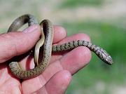 Dolichophis caspius