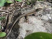 Podarcis muralis