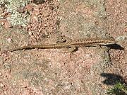 Podarcis muralis