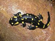 Salamandra salamandra