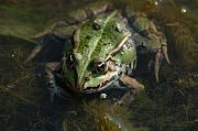 Pelophylax kl. esculentus