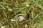 Pelophylax kl. esculentus