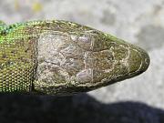 Lacerta trilineata