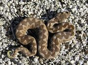 Vipera ammodytes