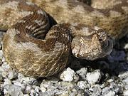 Vipera ammodytes