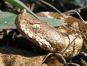 Vipera ammodytes