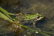 Pelophylax kl. esculentus