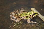 Pelophylax kl. esculentus