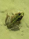 Pelophylax ridibundus