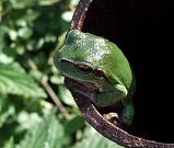 Hyla arborea