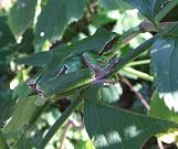 Hyla arborea