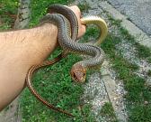 Dolichophis caspius