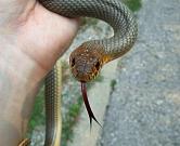 Dolichophis caspius