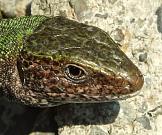 Lacerta viridis