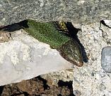 Lacerta viridis