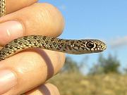 Dolichophis caspius