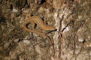 Algyroides nigropunctatus